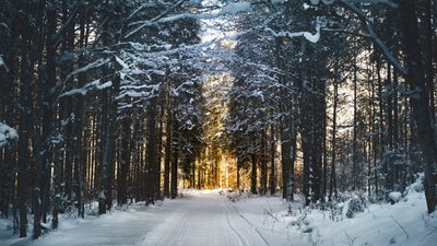 ‘Tis the Season: Winter-Inspired Phone Cases for Super Cool Vibes